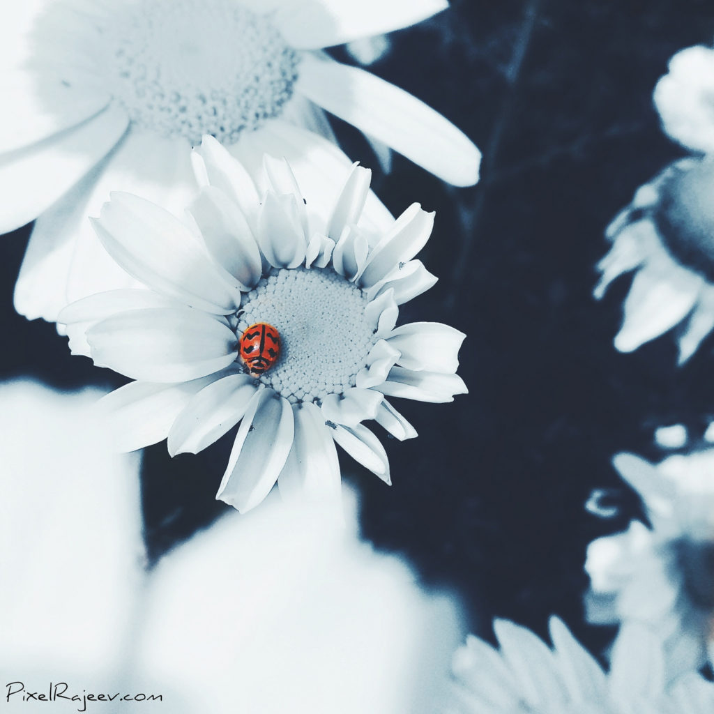 ladybug, pixelrajeev, mi a1