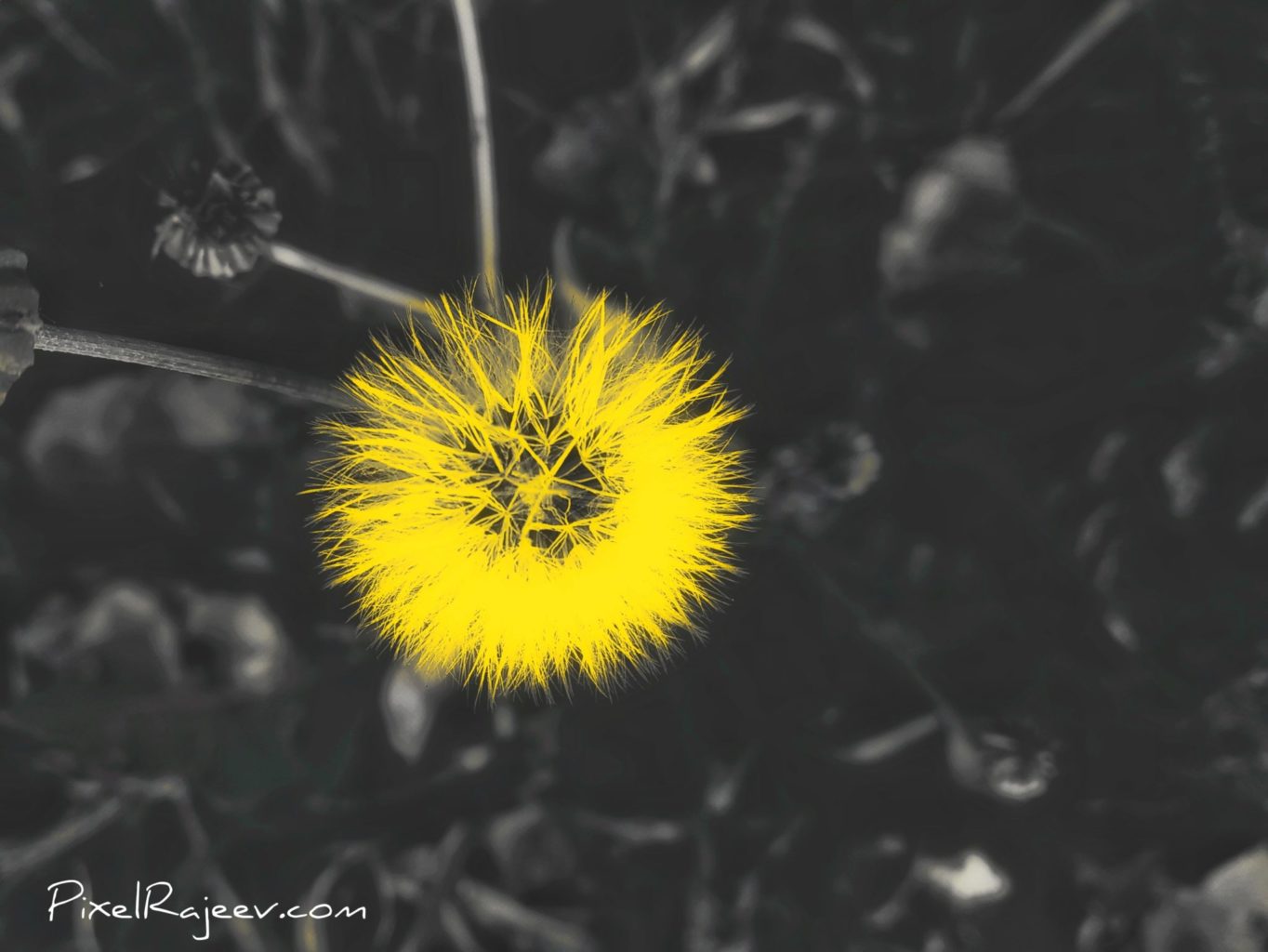 yellow flower, pixelrajeev