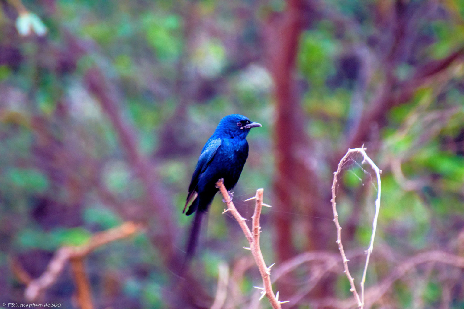A Visit to Okhla Bird Sanctuary in Delhi