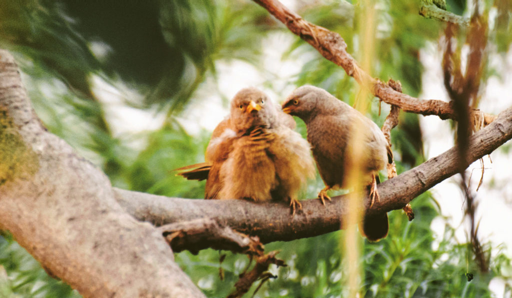 A Visit to Okhla Bird Sanctuary in Delhi