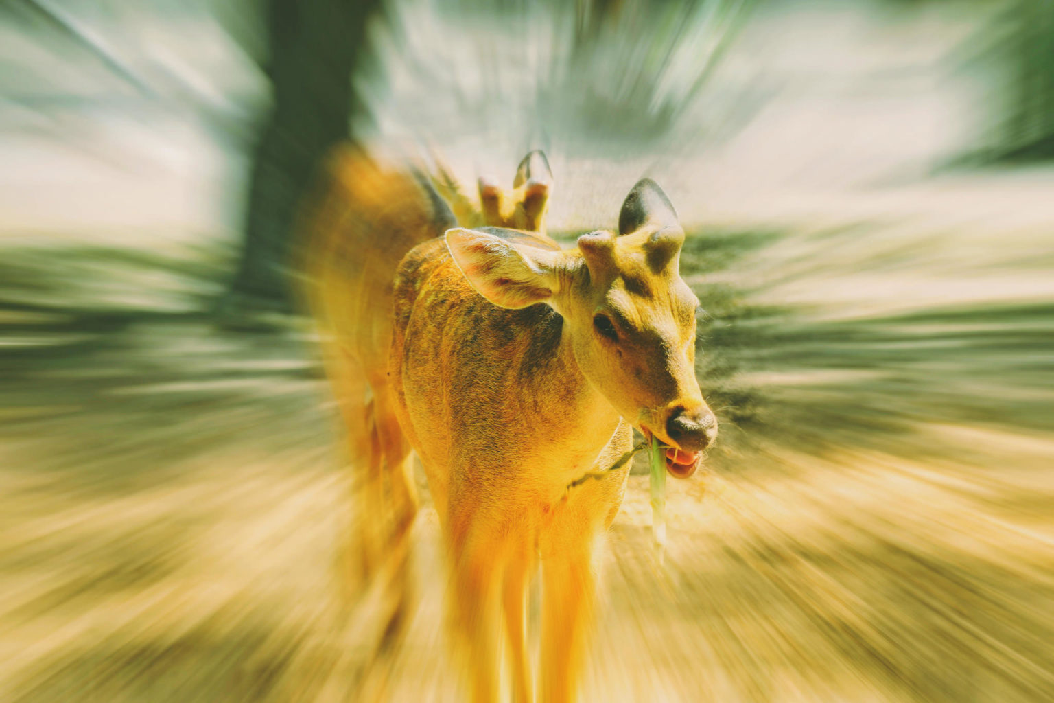 Zoom Burst Photography : Mastering The Zoom Effect in Camera